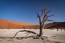 Biosphoto | 2547394 | Dead Tree at Dead Vlei, Namib-Naukluft National ParK Park and National Reserve, Namibia | &copy; Tonino De Marco / Biosphoto