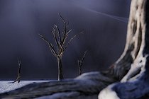 Biosphoto | 2547399 | Dead Tree at Dead Vlei, Namib-Naukluft National ParK Park and National Reserve, Namibia | &copy; Tonino De Marco / Biosphoto