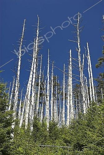 Biosphoto | 1461211 | Dead trees on Clingman's Dome, Great Smokey Mountains National Park, North Carolina and Tennessee, USA | &copy; Oliver Gerhard / imageBROKER / Biosphoto