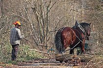 Biosphoto | 2581552 | Débardage traditionnel du bois avec un cheval de trait, à la Robertsau au mois de mars, au lieu-dit ''Blauelsandkoepfel'', à l'Est de la Réserve Naturelle Nationale du massif forestier de la Robertsau et de La Wantzenau. Alsace, France | &copy; Yves Noto Campanella / Biosphoto
