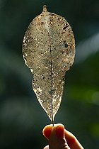 Biosphoto | 2583279 | Decomposing leaf. Dead leaf found on the ground in full decomposition, all the primary and secondary veins can be seen like a network of veins running down to the petiole - Régina, French Guiana | &copy; Vincent Premel / Biosphoto