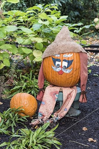 Biosphoto | 2150411 | Decorated pumpkin for Halloween, Germany | &copy; Yann Avril / Biosphoto