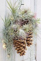 Biosphoto | 2525349 | Décoration de Noël sur une porte | &copy; VisionsPictures & Photography / Visions Pictures / Biosphoto