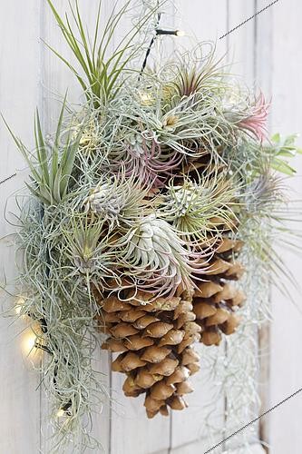 Biosphoto | 2525349 | Décoration de Noël sur une porte | &copy; VisionsPictures & Photography / Visions Pictures / Biosphoto