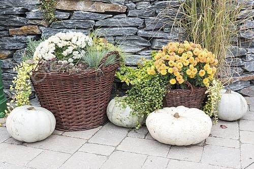 Biosphoto | 2141072 | Decoration for Halloween Pumpkins, Chrysanthemum and Heath | &copy; Yann Avril / Biosphoto