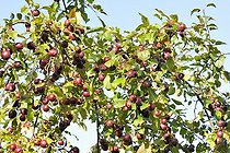 Biosphoto | 1250811 | Decorative apple 'Ola' fruit France | &copy; Claude Balcaen / Biosphoto