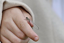 Biosphoto | 2609585 | Découverte nature en primaire - Découverte de la vie d'une mare - Libellule posée sur un doigt d'enfant - France | &copy; Dominique Delfino / Biosphoto