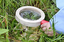 Biosphoto | 2609591 | Découverte nature en primaire - Découverte de la vie d'une mare - Enfant observant une limace - France | &copy; Dominique Delfino / Biosphoto