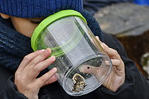 Biosphoto | 2609572 | Découverte nature en primaire - Enfant observant dans une boite loupe - France | &copy; Dominique Delfino / Biosphoto