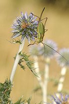 Biosphoto | 1252515 | Decticelle sur fleur de Chardon France | &copy; Thierry Van Baelinghem / Biosphoto