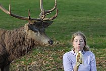 Biosphoto | 1249668 | Deer caught by a banana in Germany | &copy; Michel Rauch / Biosphoto