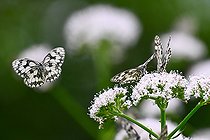 Biosphoto | 2584791 | Demi-deuil (Melanargia galathea) en vol sur fleur de Valériane officinale (Valeriana officinalis), bord de l'Esch (riviere), Jezainville, Petite Suisse Lorraine, France | &copy; Stéphane Vitzthum / Biosphoto