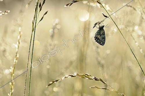 Biosphoto | 1362852 | Demi-deuil sur un épi Prairies du Fouzon France | &copy; Bruno Guénard / Biosphoto
