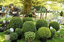 Biosphoto | 1233393 | Demo size topiary boxwood in Alsace France | &copy; Claude Thouvenin / Biosphoto