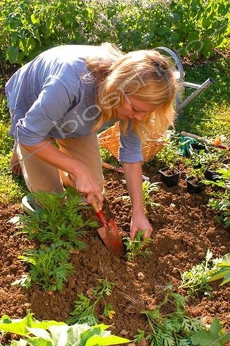 Biosphoto | 19979 | Démultiplication et repiquage de Cosmos ; Remettre la terre autour des plants | &copy; Vilma Meunier / Biosphoto
