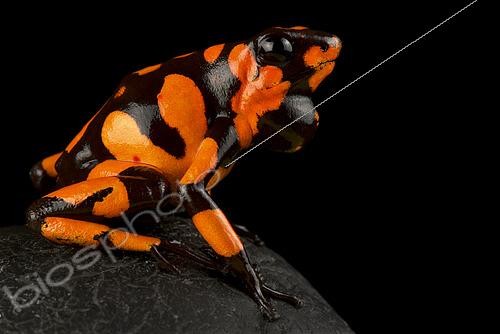 Biosphoto | 2453981 | Dendrobate arlequin (Oophaga histrionica) sur fond noir | &copy; Matthijs Kuijpers / Biosphoto
