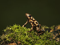 Biosphoto | 2608822 | Dendrobate doré (Dendrobates auratus), morphologie 