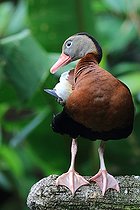 Biosphoto | 2395142 | Dendrocygne à ventre noir (Dendrocygna autumnalis), Costa Rica | &copy; Jean-François Noblet / Biosphoto