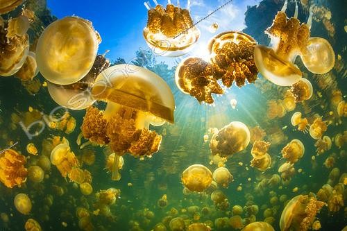 Biosphoto | 2448045 | Density of the Papuan jellyfish (Mastigias papua) from Lake Lenmakana. They are concentrated in places exposed to the sun. Misool, Raja Ampat, Indonesia | &copy; Gabriel Barathieu / Biosphoto
