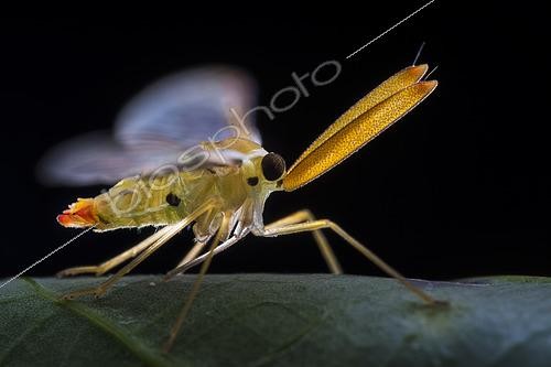 Biosphoto | 2435332 | Derbidae ; Derbid planthopper ; Derbidae is a family of insects in the order Hemiptera and is one of the largest and most diverse families of planthoppers. ; Singapore | &copy; Melvyn Yeo / Biosphoto