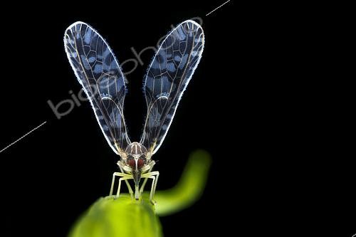 Biosphoto | 2435344 | Derbidae ; Derbid planthopper ; Derbidae is a family of insects in the order Hemiptera and is one of the largest and most diverse families of planthoppers. ; Singapore | &copy; Melvyn Yeo / Biosphoto