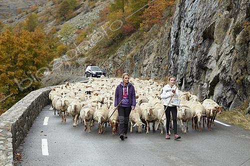 Biosphoto | 2100015 | Descente d'alpage fin octobre, Vallée de la Haute Tinée, Mercantour, Alpes, France | &copy; Robert Valarcher / Biosphoto