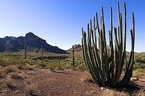 Biosphoto | 1250445 | Désert de Sonora MN Organ Pipe Cactus Arizona USA | &copy; Daniel Heuclin / Biosphoto