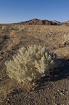 Biosphoto | 1249378 | Desert Holly Death Valley NP USA | &copy; Daniel Heuclin / Biosphoto