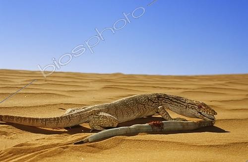 Biosphoto | 1776113 | Desert Monitor eating a Sand Viper in Mauritania | &copy; Daniel Heuclin / Biosphoto