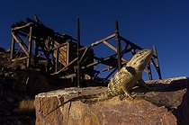 Biosphoto | 1249475 | Desert Spiny Lizard near Eureka mine Death Valley NP | &copy; Daniel Heuclin / Biosphoto