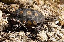 Biosphoto | 1250092 | Desert tortoise walking Santa Catalina mountains Arizona | &copy; Daniel Heuclin / Biosphoto