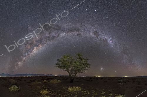 Biosphoto | 2624469 | Desert tree in the middle of the Atacama Salt Flat, at an altitude of 2500m, under the Milky Way, Sagittarius, Centaurus and its globular cluster, Crux, Carina, Large and Small Magellanic Clouds, Dark Horse nebula in the constellation of Ophiuchus, a dark nebula that obscures the stars in the background of the Galaxy. Perfectly visible under the bright Jupiter, Andes Mountains, Chile. | &copy; Philippe Jacquot / Biosphoto