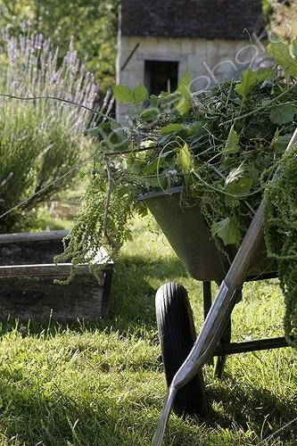 Biosphoto | 1442294 | Désherbage dans un jardin | &copy; Patricia Méaille / Biosphoto