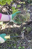 Biosphoto | 2447437 | Désherbage manuel d'un parterre au printemps, Pas de Calais, France | &copy; Yann Avril / Biosphoto