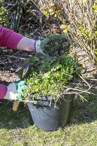 Biosphoto | 2447438 | Désherbage manuel d'un parterre au printemps, Pas de Calais, France | &copy; Yann Avril / Biosphoto