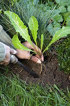 Biosphoto | 2452412 | Désherbage d'un pissenlit dans un massif. | &copy; Jean-Michel Groult / Biosphoto