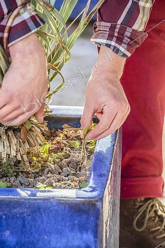 Biosphoto | 2445176 | Désherbage d'une plante en pot en plan rapproché | &copy; Jean-Michel Groult / Biosphoto
