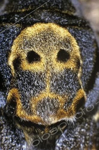 Biosphoto | 1462483 | Dessin caractéristique sur le thorax d'un Sphinx tête-de-mort (Acherontia atropos) | &copy; Hans Lang / imageBROKER / Biosphoto