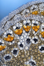 Biosphoto | 2609711 | Détail de l'aile d'un Azuré (Lycaenidae sp) couverte de rosée au repos le matin, Prairies du Fouzon, Loir-et-Cher, France | &copy; Bruno Guénard / Biosphoto