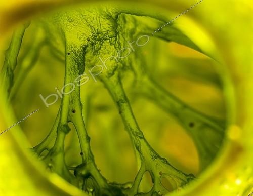 Biosphoto | 1900394 | Détail de l'intérieur d'une Ascidie Indonésie | &copy; Fabien Michenet / Biosphoto