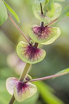 Biosphoto | 2546772 | Détail de la tige d'Amicia zygomeris, légumineuse aux stipules hypertrophiées. | &copy; Jean-Michel Groult / Biosphoto