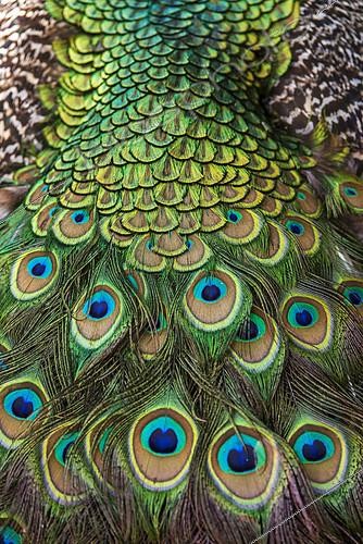 Biosphoto | 2132331 | Détail de queue de Paon bleu (Pavo cristatus) | &copy; Visual and Written - Photo Collection / Biosphoto