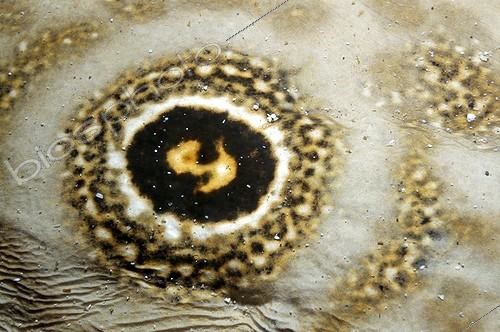 Biosphoto | 1134536 | Détail du dos d'une Raie électrique ocellée Mer de Cortez | &copy; Bruno Guénard / Biosphoto