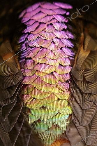 Biosphoto | 2411373 | Détail du plumage d'un Colibri étincelant (Aglaeactis cupripennis), Andes, Colombie | &copy; Glenn Bartley / BIA / Biosphoto