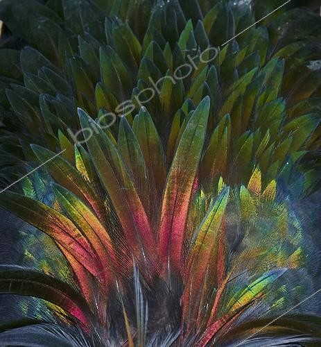 Biosphoto | 1819994 | Détail du plumage d'un Pigeon Nicobar à camail | &copy; David Tipling / Biosphoto