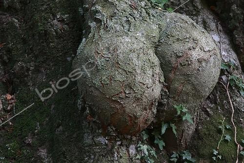 Biosphoto | 1767970 | Détail du tronc d'un Hêtre commun Forêt de la Massane France | &copy; Cyril Ruoso / Biosphoto
