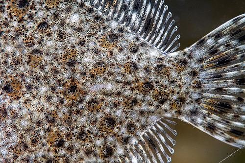 Biosphoto | 2607126 | Detail of a young Turbot (Scophthalmus maximus), Atlantic Ocean, Oléron Island, France | &copy; Bruno Guénard / Biosphoto