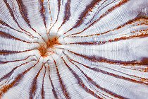 Biosphoto | 2586955 | Detail of an anemone (Telmatactis cricoides). It can reach 30 cm in diameter and has a highly variable coloration (up to 30 different color patterns have been recorded. Its tentacles are stinging. Seabed of the Canary Islands, Tenerife. | &copy; Sergio Hanquet / Biosphoto