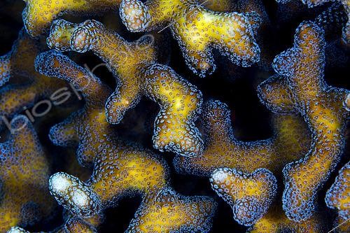 Biosphoto | 2597421 | Detail of coral (Stylophora sp). Lembeh Strait, Indonesia | &copy; Fabien Michenet / Biosphoto