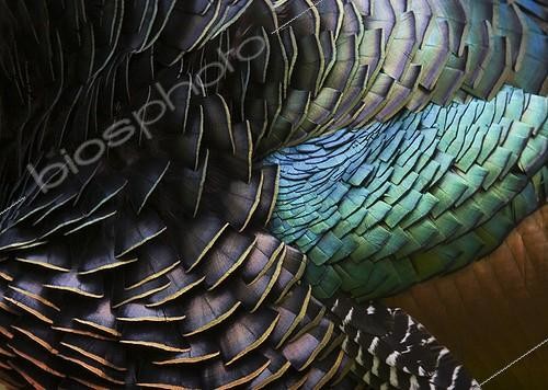 Biosphoto | 1359343 | Detail of feather of ocellated turkey Guatemala | &copy; Lee Dalton / Biosphoto